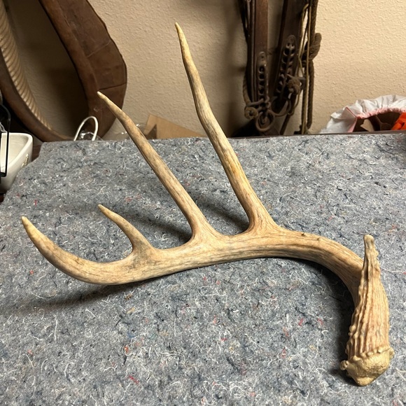 Texas white tail deer horn or shed found on ground at Bar T ranch in Junction TX - Picture 1 of 5